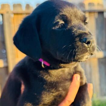 Luna -  Black Labrador Retriever and Mixed Breed Dog for Adoption in San Diego, California - Luna | PetCurious