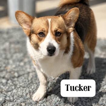 Tucker -  Corgi Dog for Adoption in Thomasville, North Carolina - Tucker | PetCurious