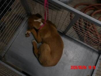 Yamcha -  Mixed Breed Dog Available for Adoption in Hobbs, New Mexico - Yamcha | PetCurious