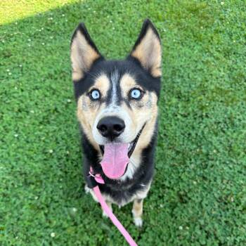 Barkley -  Siberian Husky Dog for Adoption in Philadelphia, Pennsylvania - Barkley | PetCurious