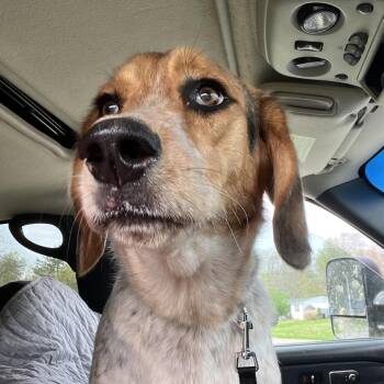 Beagle Dogs Available for Adoption in Kokomo, Indiana - Bagel | PetCurious