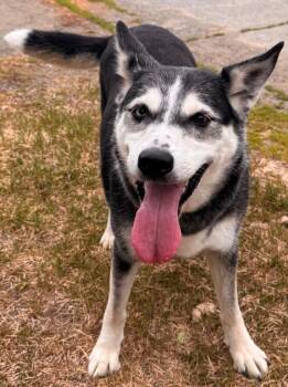 Orca -  Husky and Australian Cattle Dog Blue Heeler Dog for Adoption in Kenai, Alaska - Orca | PetCurious