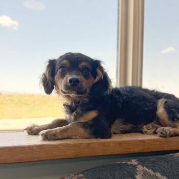 Binky Boo Boo -  Miniature Dachshund and Terrier Dog for Adoption in Driggs, Idaho - Binky Boo Boo | PetCurious
