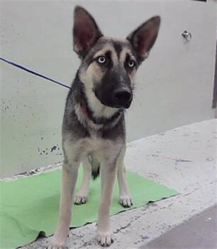 RUFUS -  German Shepherd Dog and Mixed Breed Dog for Adoption in Houston, Texas - RUFUS | PetCurious