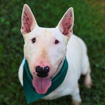 Bull Terrier Dogs Available for Adoption in San Antonio, Texas - RUE | PetCurious