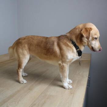 Snickers D70095 -  Corgi and Mixed Breed Dog for Adoption in Minnetonka, Minnesota - Snickers D70095 | PetCurious