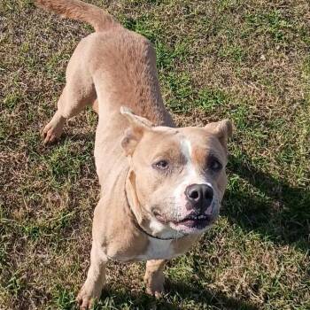 Sara Beth/Stella D46044 -  Pit Bull Terrier Dog for Adoption in Corsicana, Texas - Sara Beth/Stella D46044 | PetCurious