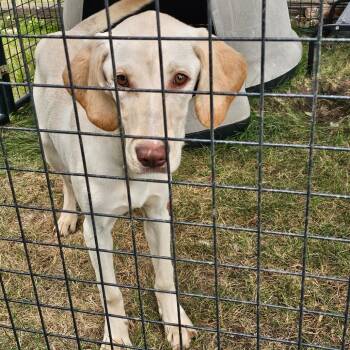 Sweeney -  Yellow Labrador Retriever Dog Available for Adoption in Bismarck, North Dakota - Sweeney | PetCurious
