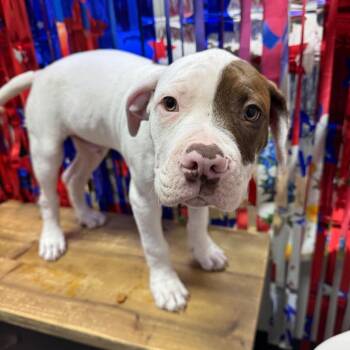 Adam -  Boxer and American Bulldog Dog for Adoption in Normal, Illinois - Adam | PetCurious