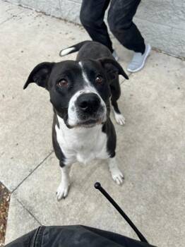 Mixed Breed Dogs Available for Adoption - CAROL | PetCurious