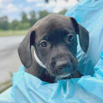 Cletus -  Mixed Breed Dog for Adoption in Hendersonville, North Carolina - Cletus | PetCurious