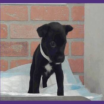 California -  American Staffordshire Terrier Dog for Adoption in Tacoma, Washington - California | PetCurious