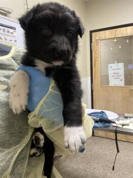 Theodore -  German Shepherd Dog Dog for Adoption in Vancouver, Washington - Theodore | PetCurious