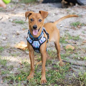 Coop -  Mixed Breed Dog for Adoption in Gainesville, Florida - Coop | PetCurious
