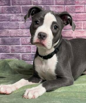 Pit Bull Terrier Dogs Available for Adoption in Sedalia, Colorado - Swayze Aka Nova | PetCurious