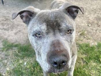 Drizzy -  Mixed Breed Dog for Adoption in Georgetown, Texas - Drizzy | PetCurious