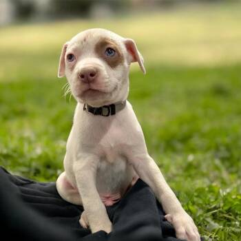 American Bully and Terrier Dogs Available for Adoption in Las Vegas, Nevada - Lion | PetCurious