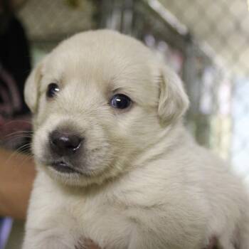 Marshmallow -  Mixed Breed Dog for Adoption in Valley, Alabama - Marshmallow | PetCurious