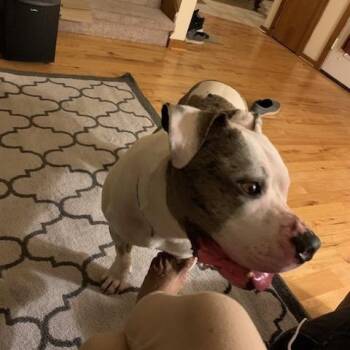 Blue- Courtesy Listing -  Pit Bull Terrier Dog for Adoption in Carthage, North Carolina - Blue- Courtesy Listing | PetCurious