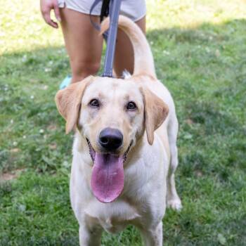 Billy Jean (Female) -  Yellow Labrador Retriever Dog for Adoption in West Grove, Pennsylvania - Billy Jean (Female) | PetCurious