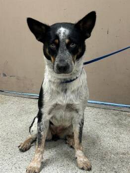 A432543 -  Australian Cattle Dog Blue Heeler and Mixed Breed Dog for Adoption in Conroe, Texas - A432543 | PetCurious