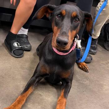 Merloe -  Doberman Pinscher Dog for Adoption in Tampa, Florida - Merloe | PetCurious