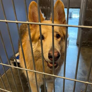 Shepherd Dogs Available for Adoption - Ezo | PetCurious