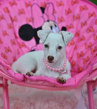 Yuki - A Petite Treat -  Chihuahua and Dachshund Dog for Adoption in Falmouth, Maine - Yuki - A Petite Treat | PetCurious
