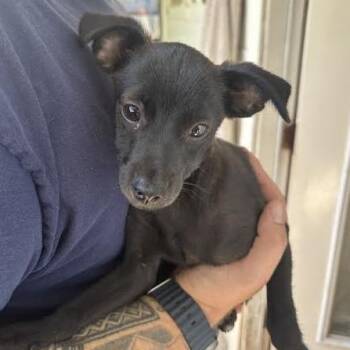 KC -  Terrier Dog for Adoption in Sonoma, California - KC | PetCurious