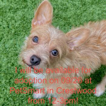 Shaggy -  Wire Fox Terrier and Mixed Breed Dog for Adoption in Matteson, Illinois - Shaggy | PetCurious