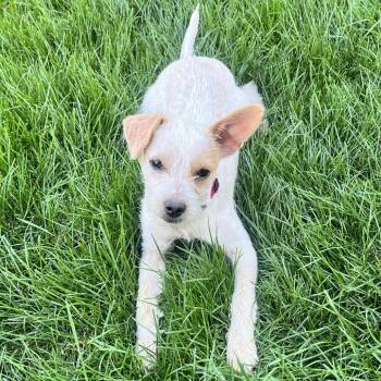 Jovie -  Terrier Dog for Adoption in Cashmere, Washington - Jovie | PetCurious