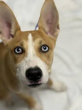 HALO -  Australian Kelpie and Mixed Breed Dog for Adoption in Las Vegas, Nevada - HALO | PetCurious
