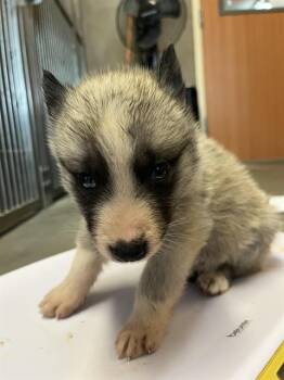 DRIVER* -  German Shepherd Dog and Mixed Breed Dog for Adoption in Santa Cruz, California - DRIVER* | PetCurious