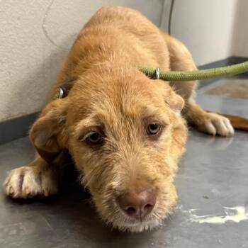 Dulce -  Terrier and Mixed Breed Dog for Adoption in Yuma, Arizona - Dulce | PetCurious