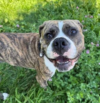 Kamora -  Boxer and American Bulldog Dog for Adoption in Long Beach, New York - Kamora | PetCurious