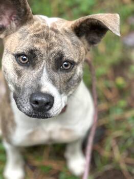 Misty - AVAILABLE TO FOSTER OR ADOPT -  American Staffordshire Terrier Dog for Adoption in Clayton, North Carolina - Misty - AVAILABLE TO FOSTER OR ADOPT | PetCurious