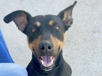 Mixed Breed Dogs Available for Adoption - Sky | PetCurious