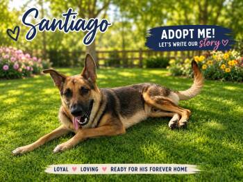 Santiago -  German Shepherd Dog Dog for Adoption in Kenedy, Texas - Santiago | PetCurious