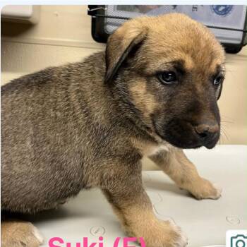 Caucasian Sheepdog Caucasian Ovtcharka and Great Pyrenees Dogs Available for Adoption in Otisfield, Maine - Suki | PetCurious
