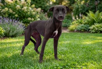 Mixed Breed Dogs Available for Adoption in Sebastian, Florida - Beryl | PetCurious