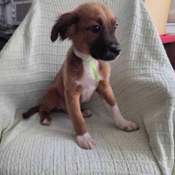 Folarin Balogun -  Mixed Breed Dog for Adoption in Toms River, New Jersey - Folarin Balogun | PetCurious