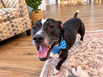 Checkers Domino Dash -  Staffordshire Bull Terrier and Pit Bull Terrier Dog for Adoption in Friendswood, Texas - Checkers Domino Dash | PetCurious