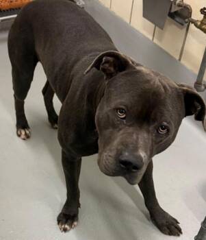 Rescue Only- AC-5403 "George" -  American Bully Dog for Adoption in Conyers, Georgia - Rescue Only- AC-5403 "George" | PetCurious