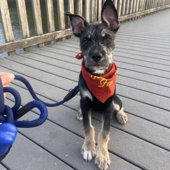 Terrier Dogs Available for Adoption in Chapel Hill, North Carolina - Bondo | PetCurious