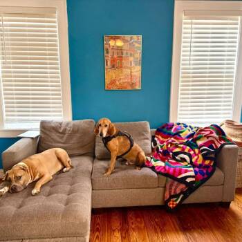 Cletus -  Hound Dog for Adoption in Savannah, Georgia - Cletus | PetCurious