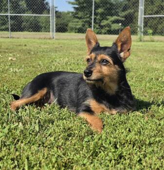 Roxie -  Yorkshire Terrier Dog for Adoption in Terre Haute, Indiana - Roxie | PetCurious