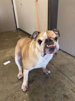 HERCULES -  English Bulldog Dog for Adoption in Ontario, California - HERCULES | PetCurious