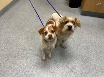 Rescue Cairn Terrier and Border Terrier Dogs for Adoption in Tustin, California - A1939437 | PetCurious
