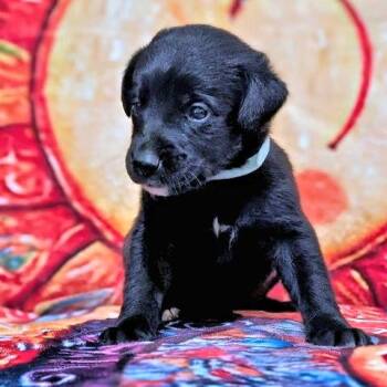 Mr. Light Blue -  Golden Retriever Dog for Adoption in Rutherfordton, North Carolina - Mr. Light Blue | PetCurious