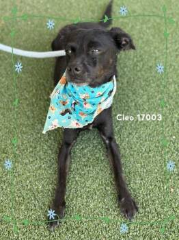Chihuahua Dogs Available for Adoption - CLEO | PetCurious